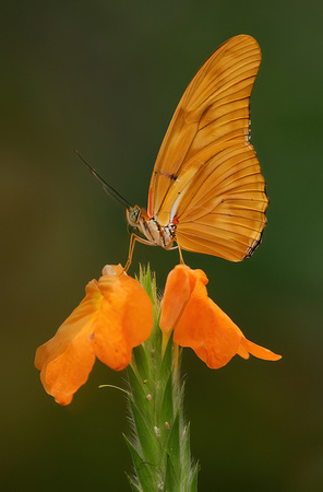 Oranje Passiebloem vlinder